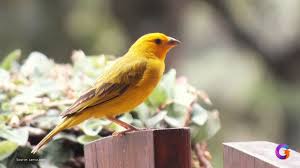 Sebab, anda bisa melihat perbedaan berbagai jenis burung kenari melalui warnanya. Harga Kenari 2021 Terbaru Dan Terlengkap 8 Jenis Kenari