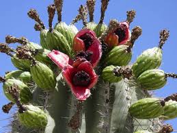 Learn more about the members and physical characteristics of the although a few cactus species inhabit tropical or subtropical areas, most live in and are well adapted to dry regions. Carnegiea Gigantea Saguaro World Of Succulents Edible Succulents Planting Succulents Cactus Flower