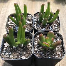 Image result for Crassula ovata