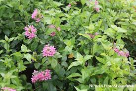 Image result for Ruspolia seticalyx