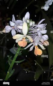 Image result for Cyperus zollingeri