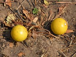 Image result for Strychnos innocua