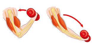 Muscle Contractions 3d Muscle Lab