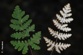 Image result for Cheilanthes perlanata