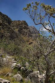 Image result for Syncolostemon flabellifolius