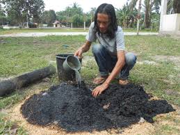 Cara mengolah daun jarak yang benar. Begini Cara Bertani Di Lahan Yang Sering Tergenang Mongabay Co Id Mongabay Co Id