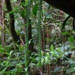 Image result for Huperzia gnidioides