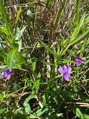 Image result for Monopsis stellarioides