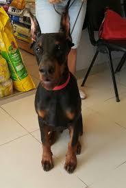 Doberman Doberman Yavru Doberman Antalya Doberman Pinscher Doberman Cinsleri Doberman Sahiplendirme Doberman Yavrusu Antalya Doberman Egitimi Doberman King Doberman Yavrulari Doberman Saldirisi Doberman Beyaz Doberman Kirmasi Doberman Albino Doberman