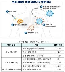 '전통' 노바백스 코로나19 백신, '게임 체인저' 급부상하나. ì˜í˜'ì‹ ë¬¸