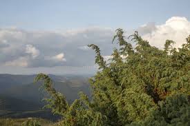 Image result for Juniperus procera