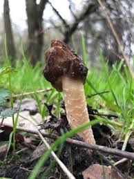 Po 5 minutah dodać smardze, wymieszać i pokroić kolejne 10 minut. Tarnow Tarnow Tarnow I Smardze Tarnow