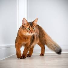 The Smart Somali Cat Aww Cute Animals Cats Dogs Pretty Cats Cats Cats And Kittens