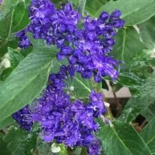 May need to be hard pruned in spring in areas with severe winters. Buy Bluebeard Caryopteris Clandonensis Heavenly Blue