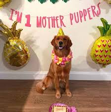 Dog Birthday Banner ∙ Happy Birthday Mother Puppers ∙ Dog Birthday  Decoration ∙ Lets Pawty ∙ Its My Birthday Mother Puppers ∙ Puppy Birthday