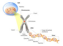 More images for animal cell nucleus with chromosomes » Facts About The Cell Nucleus Biology Wise