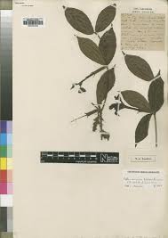 Image result for Rothmannia whitfieldii