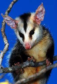 Big Eared Possum Cute Animals Unusual Animals Animals Wild