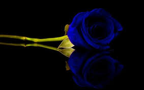 Mawar merah berarti telah melambangkan rasa cinta romantis dan juga pujian kehormataan. Bunga Mawar Biru Toko Bunga Online Tws Florist