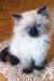 Siamese Seal Point Ragdoll