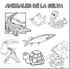 Animales De La Sierra Peruana Para Colorear Imagui Animales De La Selva Fauna De La Selva Selva Peruana