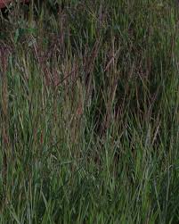 Image result for Ischaemum