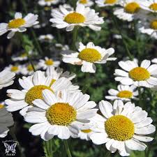 Image result for Feverfew