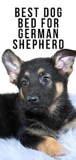 Check spelling or type a new query. Best Dog Bed For German Shepherd Puppies Adults And Seniors