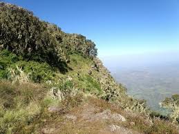 Image result for Agrocharis