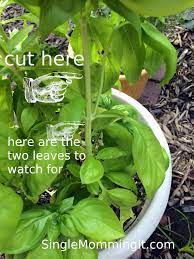 Basil Stalk Jpg 2 448 3 264 Pixels Basil Plant Planting Herbs Plants