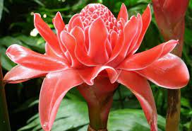 Pin On Singapore Orchid Gardens