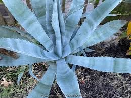 Image result for Agave americana