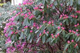 Den rhododendron findet man nicht nur in öffentlichen parkanlagen, sondern auch in vielen gärten. Blutezeit Wann Bluht Der Rhododendron