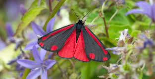 Smaller butterflies, such as hairstreaks, coppers, and metalmarks, have shorter proboscises. How To Attract Butterflies To Your Garden Natural History Museum