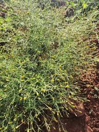 Image result for Schkuhria pinnata