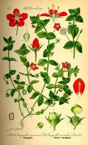 Image result for Anagallis gracilipes