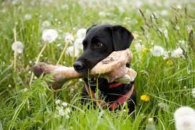 Give A Dog A Bone But Make Sure It S Safe First The Dogington Post