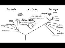 Carl Woese Archaea Microbiology Scientist Molecular