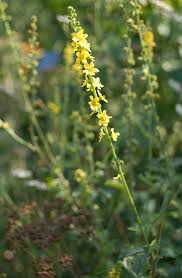 Image result for Agrimonia