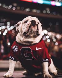 Although we are based in sunny california, we are able to have our puppies when you purchase one of our bulldogs, you get more than just a puppy. Georgia Football On Instagram One Proud Pupper Atd Georgiafootball Georgia Football Georgia Bulldogs Football Georgia Dawgs