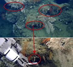 Image result for Subularia monticola