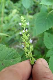 Image result for Cantinoa