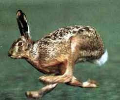 Această specie populează landșafturile deschise și semideschise din zona temperată a europei și a unor părți ale asiei. Vanatoare In Romania Despre Iepurele De Camp Francisc Castiov