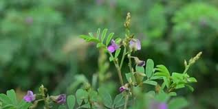 Image result for Tephrosia purpurea