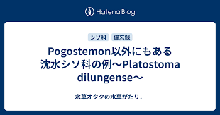 Image result for Platostoma dilungense