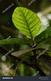 Image result for Burchellia