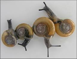 Image result for Dichilus bainesii