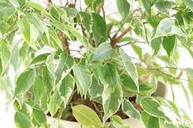 The best cutting will be a small sprig that's at least 6 inches (15 cm) long, and with a. Weeping Fig Tree Plant Ficus Benjamina Care Indoors Outdoors Plantopedia