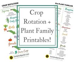 Crop Rotation Examples And Plant Families Family Food Garden
