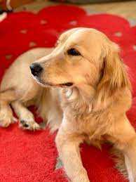 Maybe you would like to learn more about one of these? Janet Our Golden Cocker Retriever Is Almost 8 Months Old Now Goldenretrievers